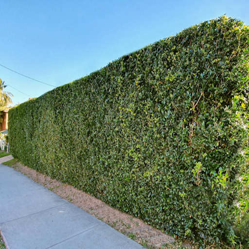 Hedge trimming